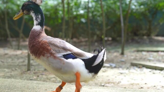 duck in the park, two duck walking in march, small duck parade in the afternoon, wild duck routine footage, indian runner and silver appleyard natural habitat