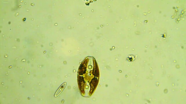 Diatom micro organism skeleton under light microscope representing phytoplankton silica cell wall and aquatic microalgae ecology research in 4K Ultra HD footage

