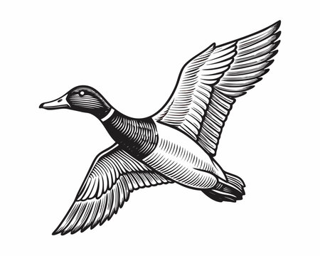 Mallard duck etching black and white wildlife illustration in flight