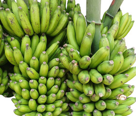 Green bananas growing on a tree in a tropical setting © MB_STUDIO