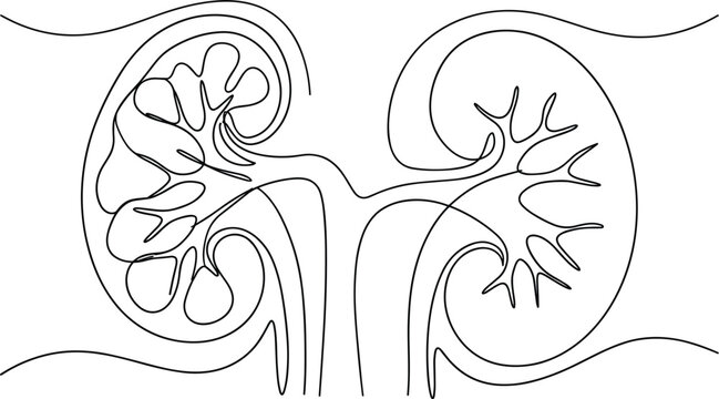 Anatomical Cross Section Diagram Of Human Heart Structure Showing Right And Left Atrium And Ventricles Vector Illustration,