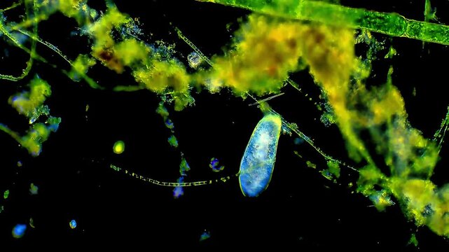 Paramecium micro organisms swimming under light microscope representing aquatic ciliate protozoa motility and unicellular cellular biology research in 4K Ultra HD footage
