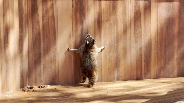 A curious raccoon stretches its paws high against a warm wooden wall in the bright sunlight. Its playful and determined effort creates a lively feeling in the peaceful outdoor habitat.