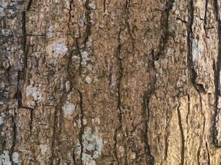 Fototapeta premium bark of a treeClose-up of rough tree bark texture with natural fissures and lichens. Perfect for nature backgrounds, design textures, or 3D mapping
