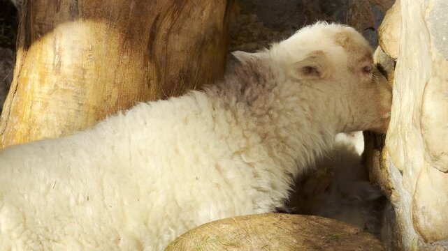A soft, fluffy white lamb rests peacefully on a sunny day. Tucked between wooden logs and a stone wall, its gentle presence inspires feelings of warmth, comfort, and sweet innocence.