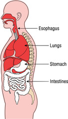 Obraz premium Anatomical Diagram Of The Human Body Showing Major Internal Organs Including Esophagus Lungs Stomach And Intestines,