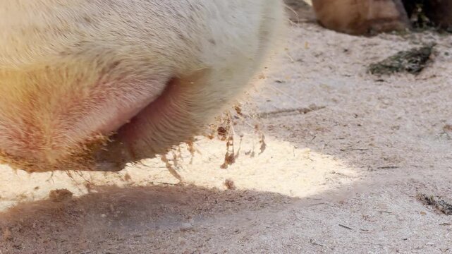 An animal lowers its head to lick the dry, sandy earth with a long pink tongue. This close-up view captures a moment of pure curiosity and instinct that feels both raw and fascinating.