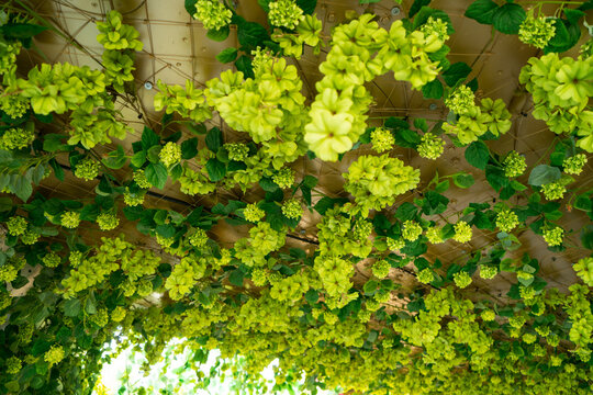 Green flower blooming to decorated on the ceiling .Artificial flower with lighting in the end .