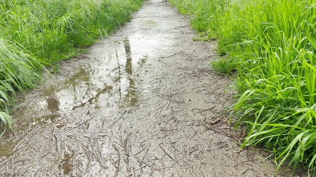 Rainwater forms large puddles on a dirt path in a field. Gentle ripples spread across the muddy trail surrounded by tall green grass on a calm spring afternoon.