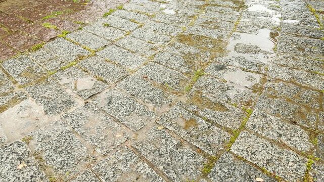 Rainwater accumulates into shiny puddles across a wide gray stone path during a gentle drizzle. Tiny sprouts of green grass grow out between the wet paving blocks.