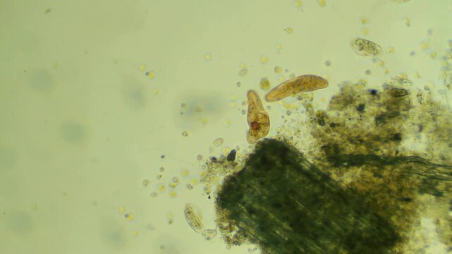 Microscopy of nematode microorganism movement representing soil microbiome ecology and parasitic roundworm science research in 4K Ultra HD footage
