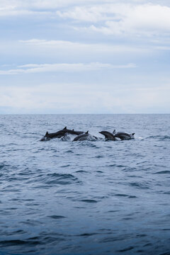 Delfines