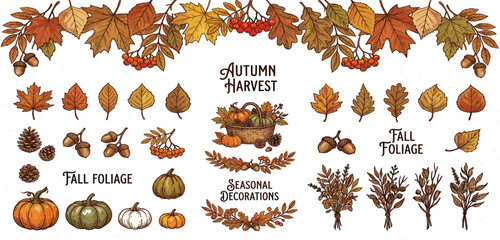 Autumn Harvest Collection Featuring Fall Leaves, Pumpkins, Acorns, Rowan Berries, and Seasonal Botanical Decorative Vector Illustration Elements © Ruma