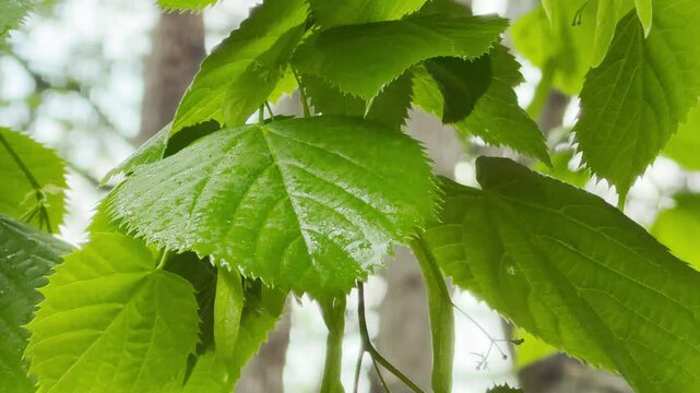 Vibrant green linden leaves shimmer under falling raindrops in a peaceful forest. The soft patter of rain blends beautifully with the cheerful singing of background birds.