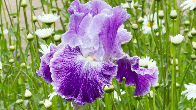 A spectacular lavender and purple bearded iris blossom stands proudly amid white daisies. Covered in fresh morning dew, its ruffled petals bring a feeling of cheerful energy and pure delight.