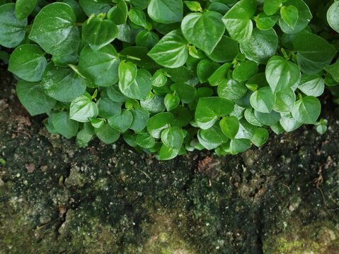 A top-down view of vibrant green Peperomia pellucida (shiny bush) plants with heart-shaped leaves growing beside dark, textured, mossy soil ground with copy space.