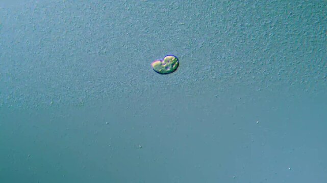 Microscopy of ciliates microorganisms representing high magnification live specimen protozoology research in 4K Ultra HD footage

