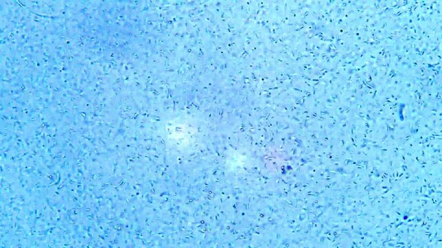 Bacteria cells background representing micro organisms abstract colony backdrop and medical pathology graphics in 4K Ultra HD footage
