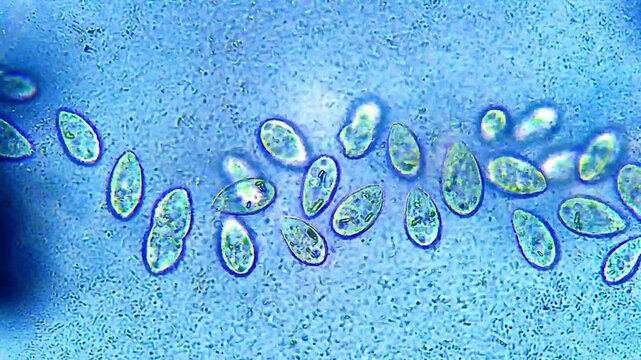 Ciliates and bacteria micro organisms interaction under light microscope representing protozoa bacteria grazing kinetics and microbial ecology research in 4K Ultra HD footage
