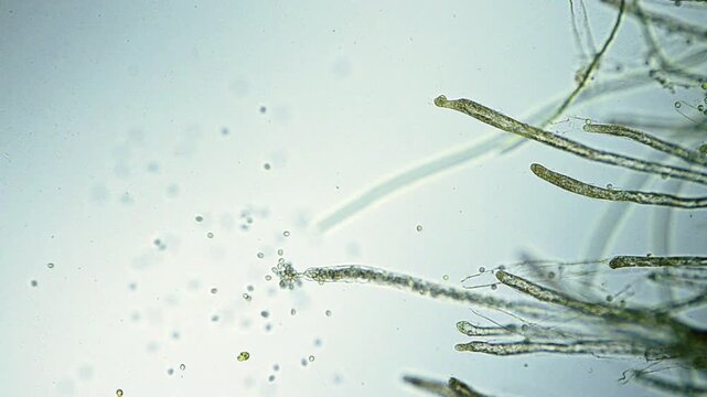 Fungus spores micrograph under microscope representing mycology spore dispersal and fungal morphology biotechnology research in 4K Ultra HD footage
