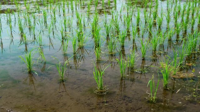 田植え後の田んぼ・水田「田舎の風景」
