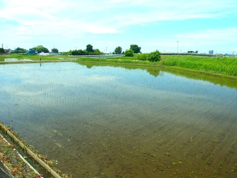 初夏の郊外の田植えの終わった朝の田甫風景