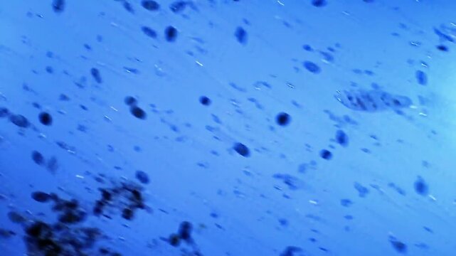 Ciliates micro organisms colony swimming representing aquatic filter feeding micro fauna and protozoan bio aggregates ecology research in 4K Ultra HD footage
