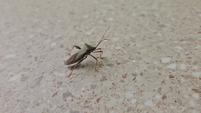 A macro shot of a brown leaf-footed bug with long antennae resting on a textured wooden surface.