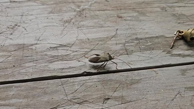 A macro shot of a brown leaf-footed bug with long antennae resting on a textured wooden surface.