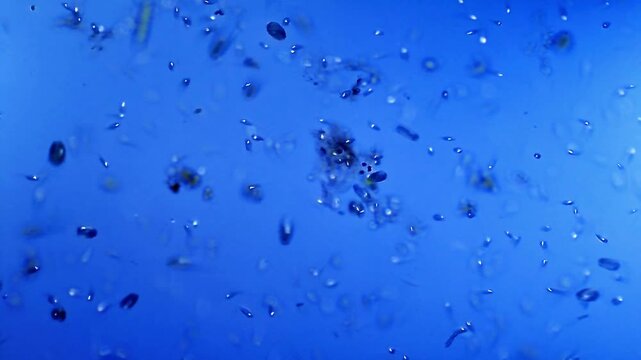 Ciliates micro organisms colony swimming under light microscope representing colonial ciliophora behavior and aquatic microbial aggregate research in 4K Ultra HD footage
