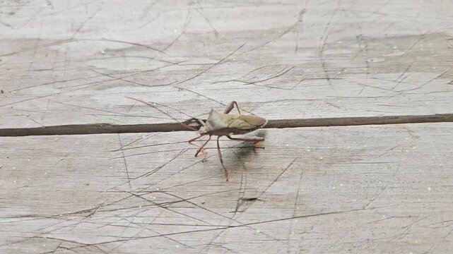 A macro shot of a brown leaf-footed bug with long antennae resting on a textured wooden surface.