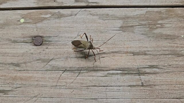 A macro shot of a brown leaf-footed bug with long antennae resting on a textured wooden surface.