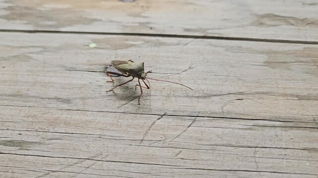 A macro shot of a brown leaf-footed bug with long antennae resting on a textured wooden surface.