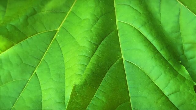 Macro cinematic pan of vibrant green leaf texture structure. Close up background of fresh spring foliage with detailed leaf veins pattern.