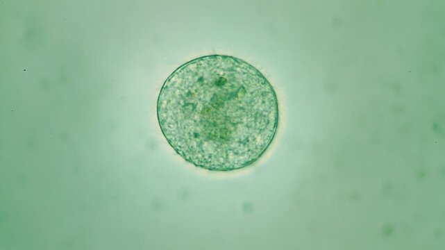 Volvox microorganism cells under light microscope representing microalgae biofuels development and photobioreactor optimization science research in 4K Ultra HD footage
