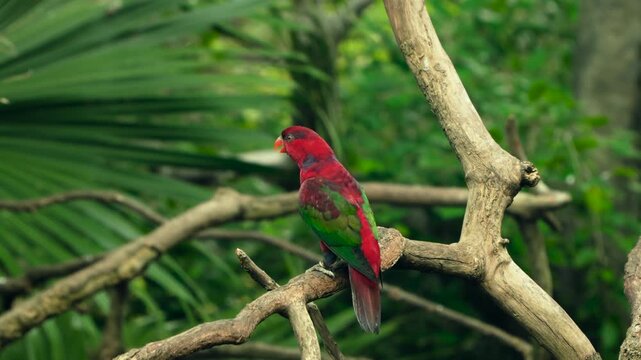 Vivid red Chattering Lory singing and bobbing head in dancing motion while perching on branch at Edward Youde Aviary