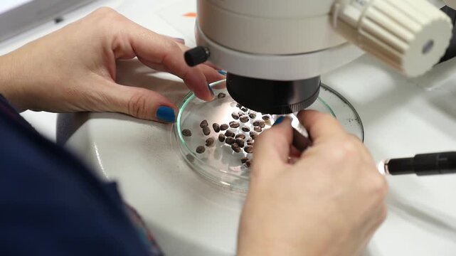 Close up of a female scientist using precision tweezers to manipulate ancient carbonized seeds in a Petri dish under a laboratory microscope. Archeobotanical research.