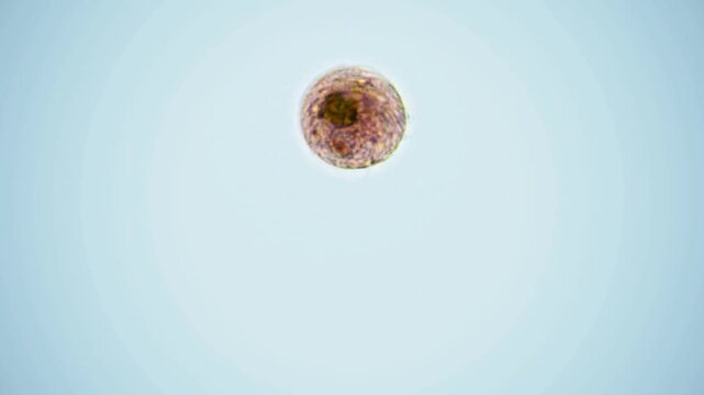 Volvox microorganism colony rolling under light microscope representing freshwater chlorophyta green algae and multicellularity evolution science research in 4K Ultra HD footage
