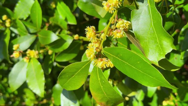 A bay laurel plant with green glossy leaf and tiny yellow flower cluster blooms in sunlight creating a fresh natural scene of Mediterranean herb garden in springtime.
