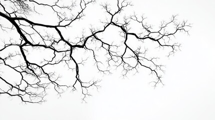 Obraz premium Black Tree Branches Against White Sky Providing Minimalist Aesthetic for Nature Background or Artistic Illustration Use