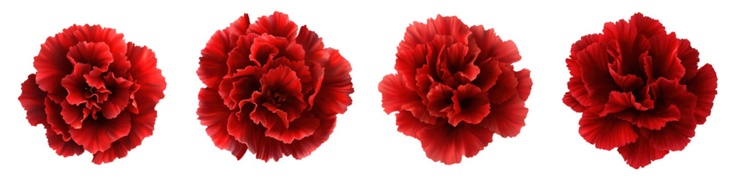 Set of Four Red Carnation Flowers Isolated on White Background - Fresh Blooming Carnations with Ruffled Petals for Floral Design and Valentine's Day
