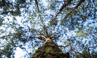 Fototapeta premium Looking up at tall tree with textured trunk and lush green branches against clear blue sky