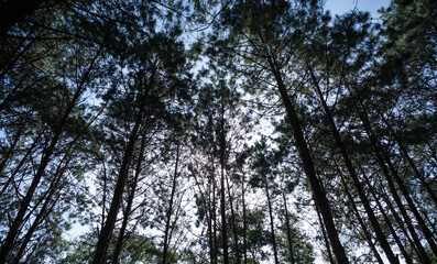 Fototapeta premium Tall pine trees reach towards sky, creating serene and tranquil forest atmosphere