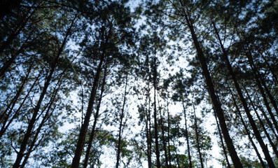 Fototapeta premium Tall pine trees reach towards sky in serene forest, creating tranquil and natural atmosphere