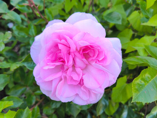 Fototapeta premium Beautiful Pink Rose in Full Bloom with Green Leaves Background in Garden
