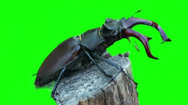 Male stag beetle on a tree stump with green screen background