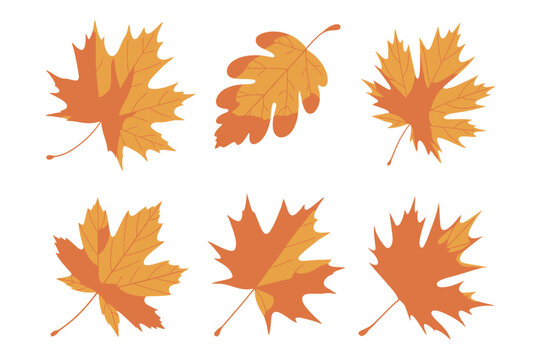 Six vector illustrations of colorful autumn fall maple leaves with illustration