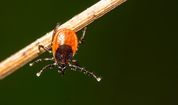 red tick on dried grass