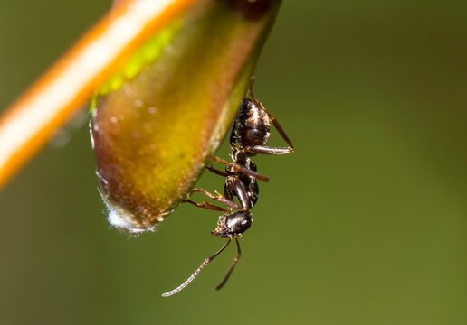 small ant on leaf