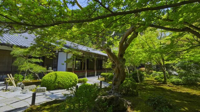 京都　圓光寺の新緑　十牛之庭（じゅうぎゅうのにわ）を見渡す